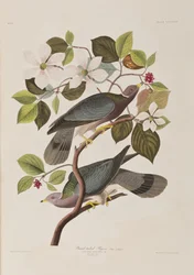 Ilustracja z „Birds of America”