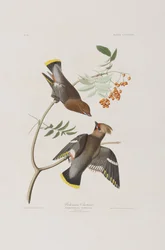 Ilustracja z „Birds of America”