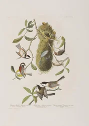 Ilustracja z „Birds of America”