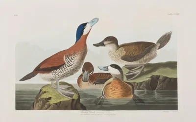 Ilustracja z „Birds of America”