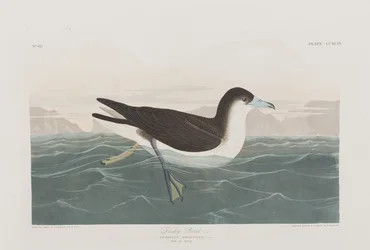 Ilustracja z „Birds of America”