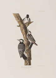Ilustracja z „Birds of America”