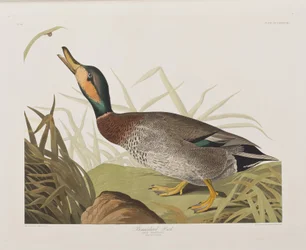 Ilustracja z „Birds of America”