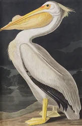 Ilustracja z „Birds of America”