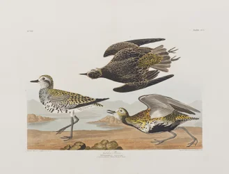Ilustracja z „Birds of America”