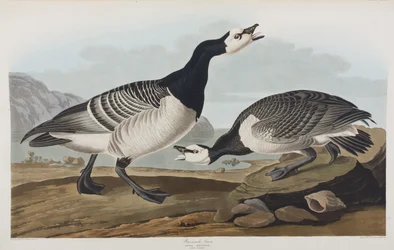 Ilustracja z „Birds of America”