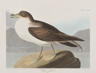 Ilustracja z „Birds of America”