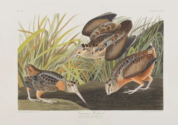 Ilustracja z „Birds of America”