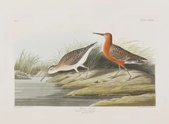 Ilustracja z „Birds of America”