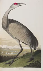 Ilustracja z „Birds of America”