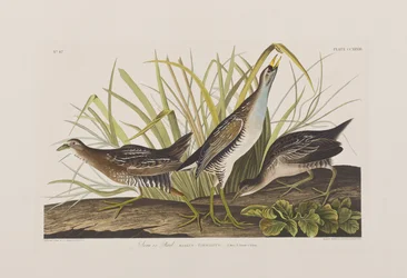 Ilustracja z „Birds of America”