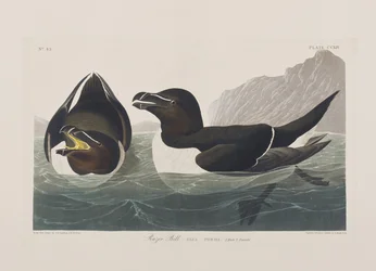 Ilustracja z „Birds of America”