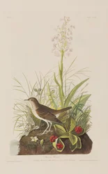 Ilustracja z „Birds of America”