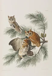 Ilustracja z „Birds of America”