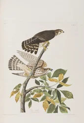 Ilustracja z „Birds of America”