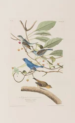 Ilustracja z „Birds of America”