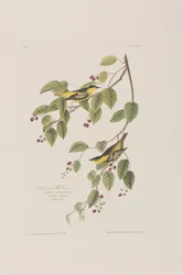 Ilustracja z „Birds of America”