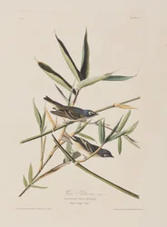 Ilustracja z „Birds of America”
