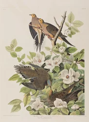 Ilustracja z „Birds of America”