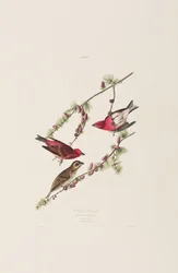 Ilustracja z „Birds of America”