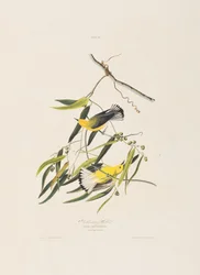 Ilustracja z „Birds of America”