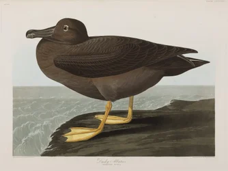 Ilustracja z „Birds of America”