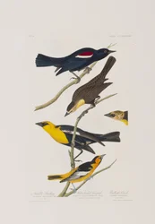 Ilustracja z „Birds of America”