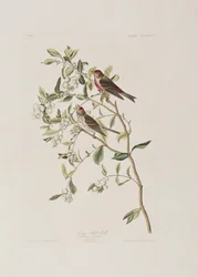 Ilustracja z „Birds of America”