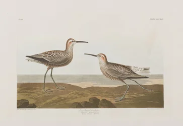 Ilustracja z „Birds of America”