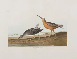 Ilustracja z „Birds of America”