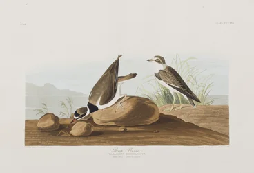 Ilustracja z „Birds of America”