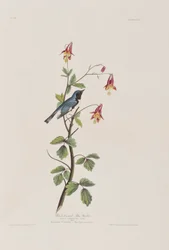 Ilustracja z „Birds of America”