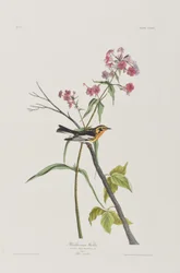 Ilustracja z „Birds of America”