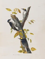 Ilustracja z „Birds of America”