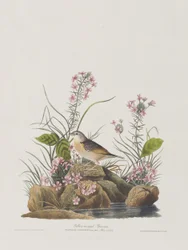 Ilustracja z „Birds of America”