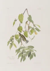 Ilustracja z „Birds of America”