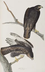 Ilustracja z „Birds of America”