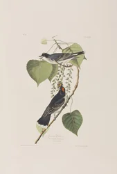 Ilustracja z „Birds of America”