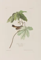Ilustracja z „Birds of America”