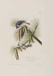Ilustracja z „Birds of America”