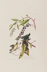 Ilustracja z „Birds of America”