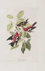 Ilustracja z „Birds of America”