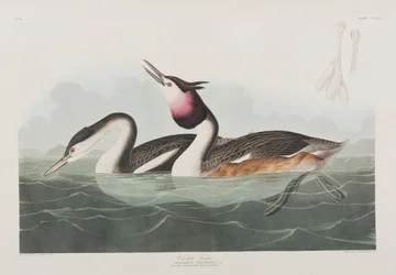 Ilustracja z „Birds of America”