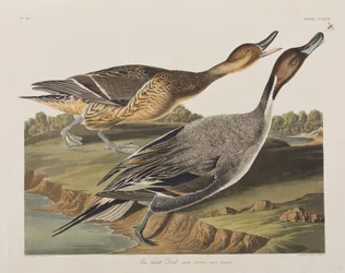 Ilustracja z „Birds of America”