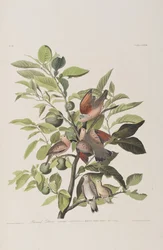 Ilustracja z „Birds of America”