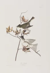 Ilustracja z „Birds of America”