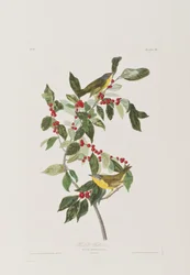 Ilustracja z „Birds of America”