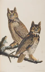 Ilustracja z „Birds of America”