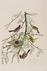 Ilustracja z „Birds of America”
