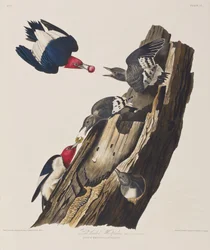 Ilustracja z „Birds of America”